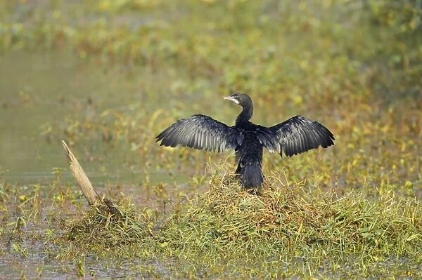 Little Cormorant - drying wings - Keoladeo Ghana National Park - Bharatpur - Rajasthan - India BI018134