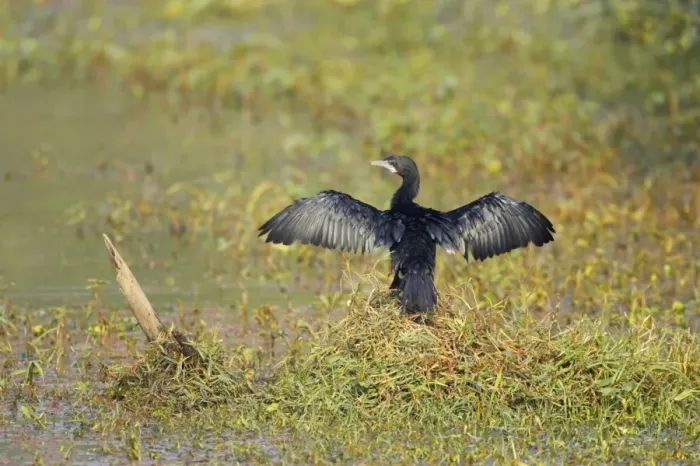 Framed Print : Little Cormorant - drying wings - Keoladeo Ghana National Park - Bharatpur - Rajasthan - India BI018134 Framed Print : Little Cormorant - drying wings - Keoladeo Ghana National Park - Bharatpur - Rajasthan - India BI018134