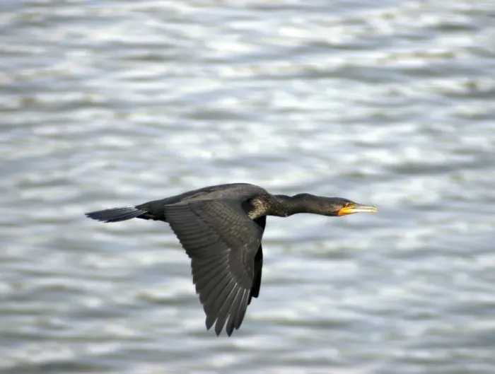 Framed Print : Little Cormorant, India, in flight Framed Print : Little Cormorant, India, in flight