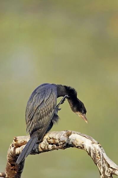 Little Cormorant - Keoladeo Ghana National Park - Bharatpur - Rajasthan - India BI018128