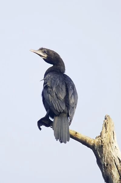 Little Cormorant - Keoladeo Ghana National Park - Bharatpur - Rajasthan - India BI018131