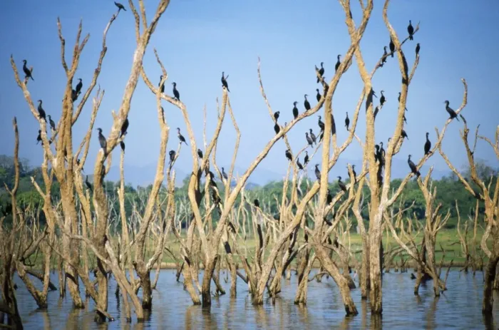 Framed Print : Little Cormorants Galoya National Park, Sri Lanka Framed Print : Little Cormorants Galoya National Park, Sri Lanka