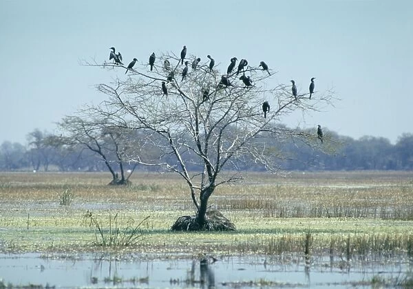 Little Cormorants - In tree - Bharatpur, India