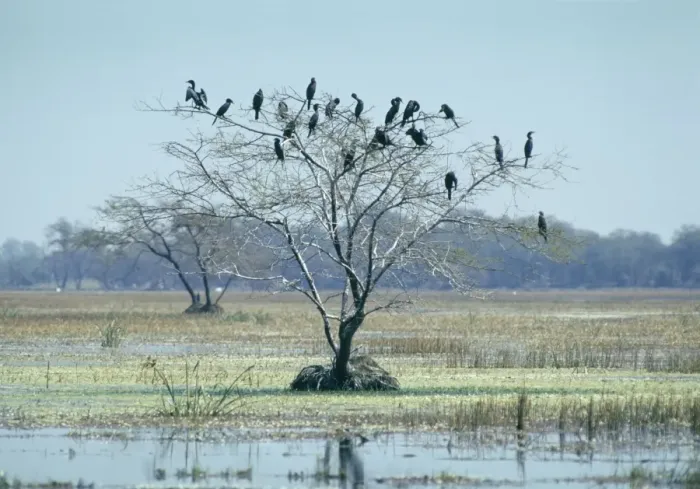 Framed Print : Little Cormorants - In tree - Bharatpur, India Framed Print : Little Cormorants - In tree - Bharatpur, India