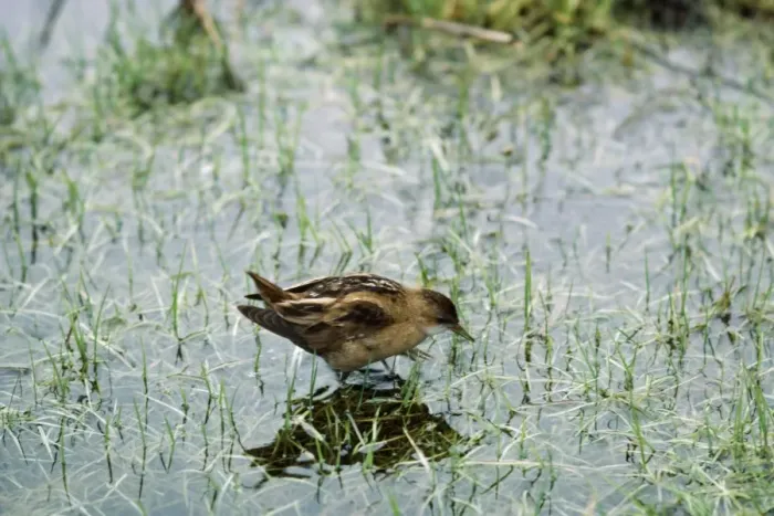 Framed Print : Little Crake JAB 2923 Female Porzana parva © J. A. Bailey / ardea. com Framed Print : Little Crake JAB 2923 Female Porzana parva © J. A. Bailey / ardea. com
