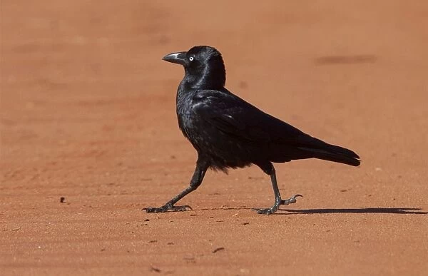 Little Crow - walking on dust road - near Mt Liebig - Northern Territory - Australia