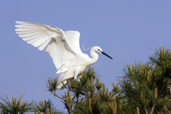 Framed Print : Little Egret Camargue Bouches du Rhone France Framed Print : Little Egret Camargue Bouches du Rhone France