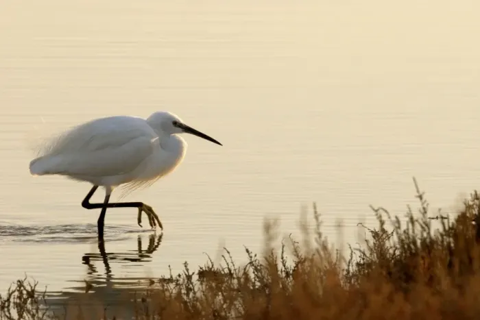 Framed Print : Little Egret - Camargue - France - March Framed Print : Little Egret - Camargue - France - March