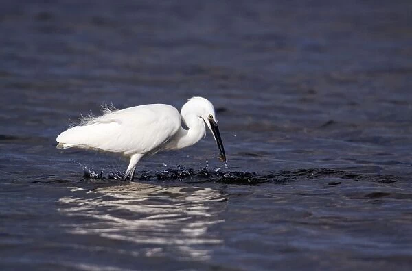 Little Egret - catching a small fish - Poole - England