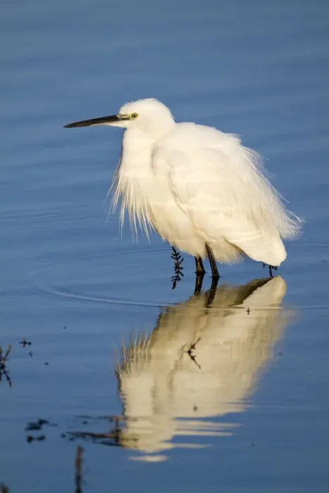 Framed Print : Little Egret - Cornwall - UK Framed Print : Little Egret - Cornwall - UK