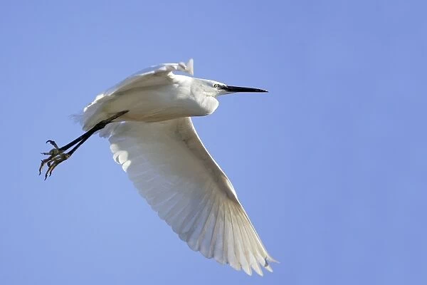 Little Egret - in flight. France
