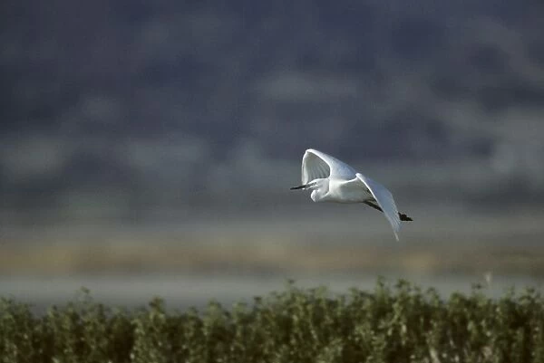 Little Egret - In Flight Lesbos, Greece BI006919