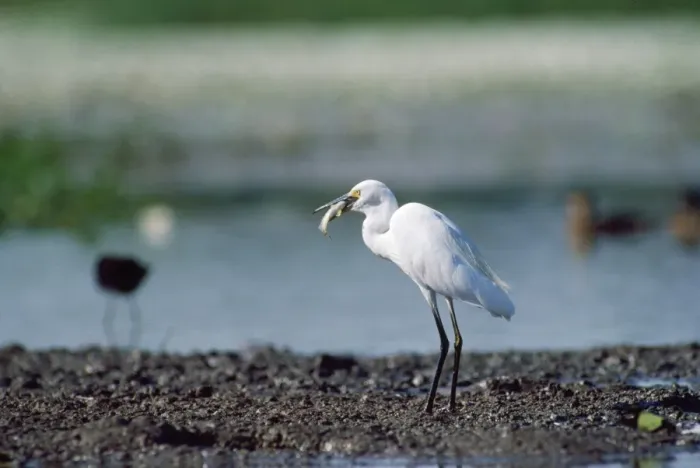 Framed Print : Little Egret - with food in beak Framed Print : Little Egret - with food in beak