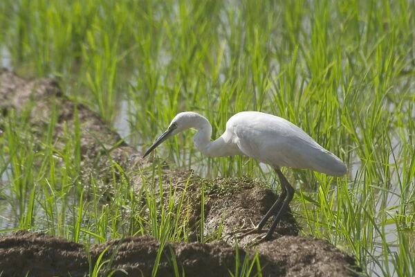 Little Egret Frequents both inland and coastal wetlands. Photographed in a rice paddy near Carambolim Lake, Goa, India, Asia