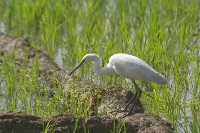 Framed Print : Little Egret Frequents both inland and coastal wetlands. Photographed in a rice paddy near Carambolim Lake, Goa, India, Asia Framed Print : Little Egret Frequents both inland and coastal wetlands. Photographed in a rice paddy near Carambolim Lake, Goa, India, Asia