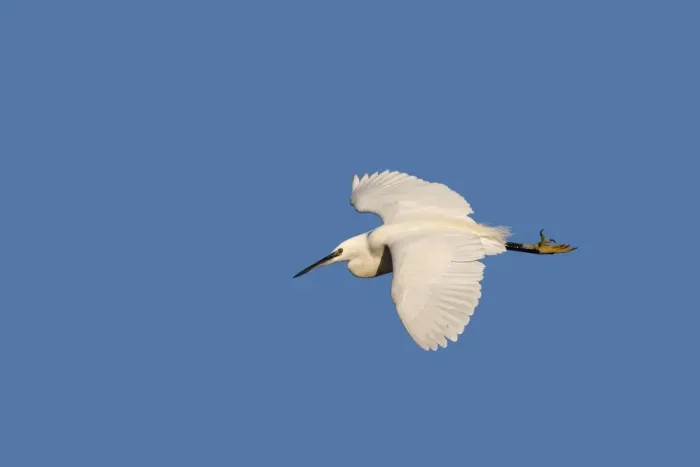 Framed Print : Little Egret. Pont de Gau Park - Saintes Maries de la Mer - France