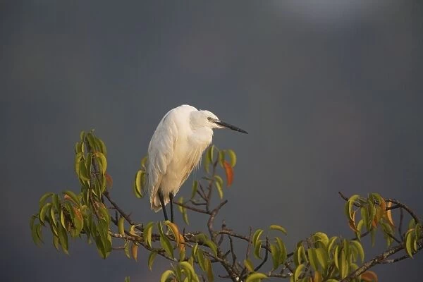 Little Egret At Salim Ali Bird Sanctuary, Chorao, India