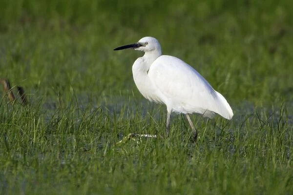 Little Egret - Searching for food Costa Verde, Cantabria, Spain
