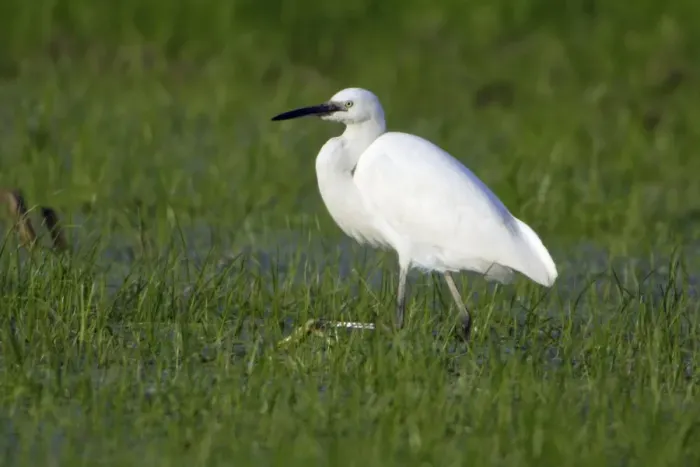 Framed Print : Little Egret - Searching for food Costa Verde, Cantabria, Spain Framed Print : Little Egret - Searching for food Costa Verde, Cantabria, Spain