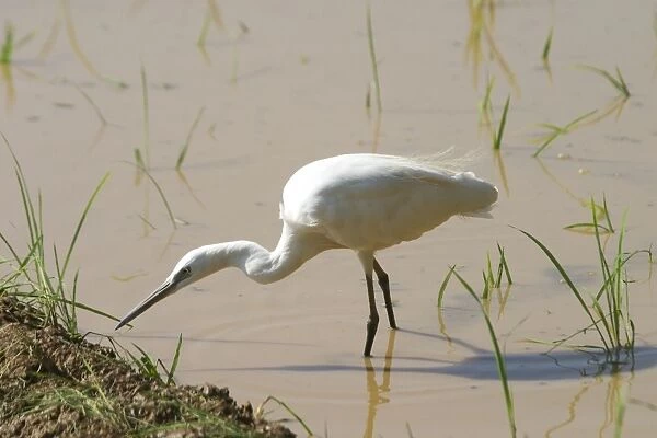 Little Egret - Standng in water Frequents both inland and coastal wetlands. Photographed in a rice paddy near Carambolim Lake, Goa, India, Asia