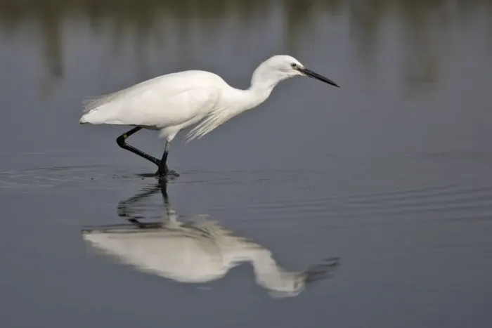 Framed Print : Little Egret - in water fishing. France Framed Print : Little Egret - in water fishing. France