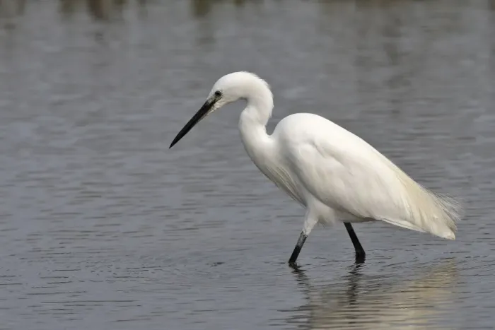 Framed Print : Little Egret - in water fishing. France Framed Print : Little Egret - in water fishing. France
