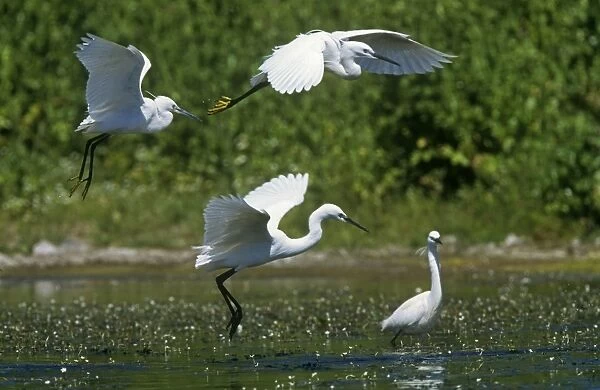 Little Egrets - in flight