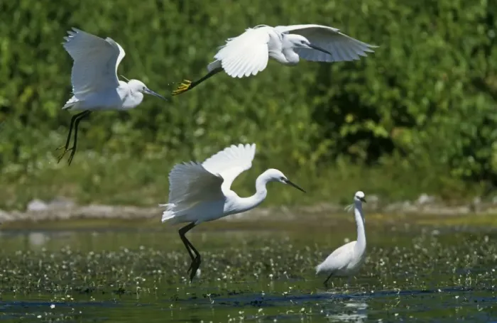 Framed Print : Little Egrets - in flight Framed Print : Little Egrets - in flight
