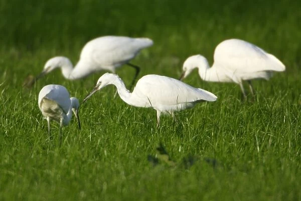Little Egrets - Searching for food Costa Verde, Cantabria, Spain