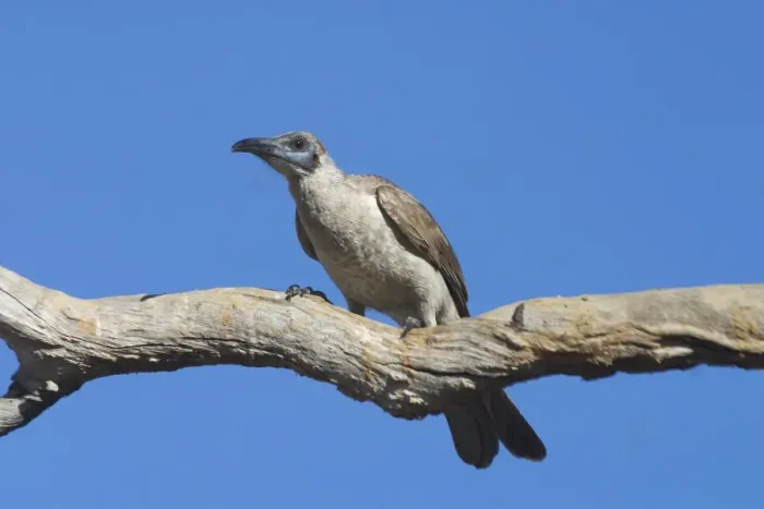 Framed Print : Little Friarbird A bird of open forests, dry grassy woodlands, wet woodlands, mangroves and gardens. Nomadic, following flowering trees. Pugnacious and noisy. Will drive smaller honeyeaters away from flowers