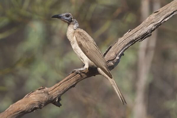 Little Friarbird A bird of open forests, dry grassy woodlands, wet woodlands, mangroves and gardens. Nomadic, following flowering trees. Pugnacious and noisy. Will drive smaller honeyeaters away from flowers