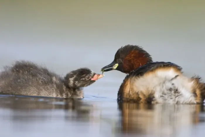 Framed Print : Little Grebe Framed Print : Little Grebe