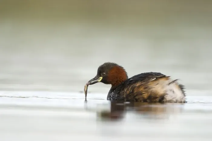Framed Print : Little Grebe Framed Print : Little Grebe