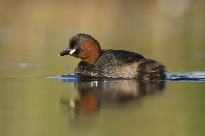 Framed Print : Little Grebe Framed Print : Little Grebe