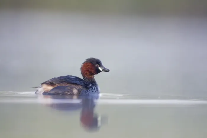 Framed Print : Little Grebe Framed Print : Little Grebe