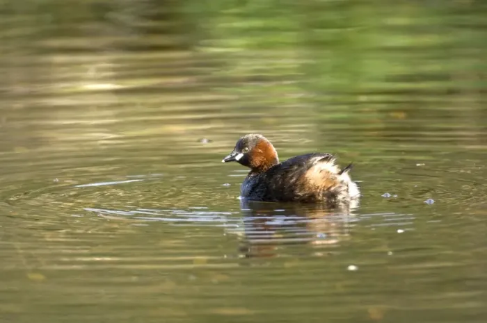 Framed Print : Little Grebe - Cromford Canal - Derbyshire - England Framed Print : Little Grebe - Cromford Canal - Derbyshire - England