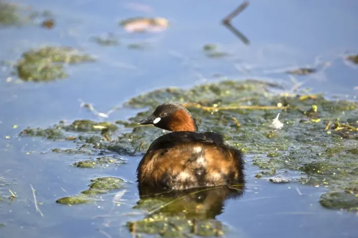 Framed Print : Little Grebe - Cromford Canal - Derbyshire - England Framed Print : Little Grebe - Cromford Canal - Derbyshire - England