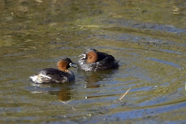 Little Grebe  /  Dabchick courting pair. Andries Vosloo Kudu Reserve, nr Grahamstown, Eastern Cape, South Africa