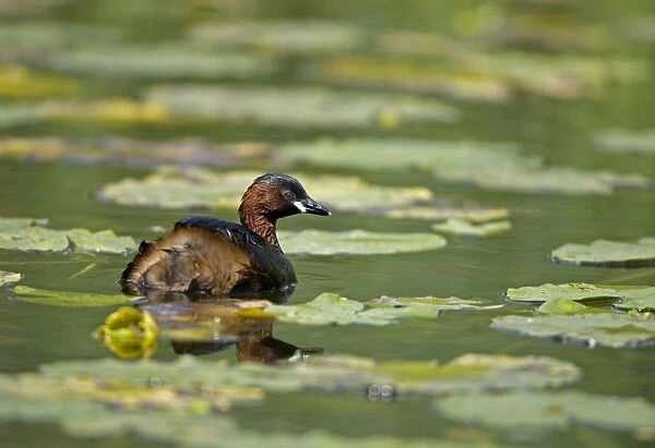Little Grebe - England - UK - Swimming on pond among water lilies