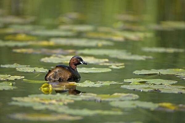 Little Grebe - England - UK - Swimming on pond among water lilies