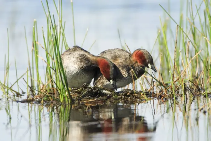Framed Print : Little Grebe - pair on nesting platform, Alentejo, Portugal Framed Print : Little Grebe - pair on nesting platform, Alentejo, Portugal