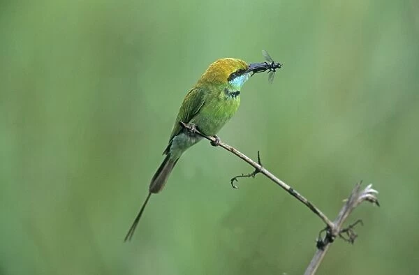 Little Green Bee-eater with insect, Corbett National Park, India