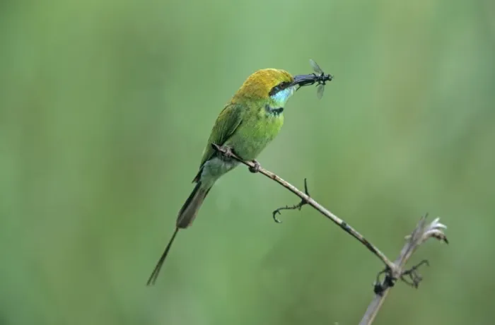 Framed Print : Little Green Bee-eater with insect, Corbett National Park, India Framed Print : Little Green Bee-eater with insect, Corbett National Park, India