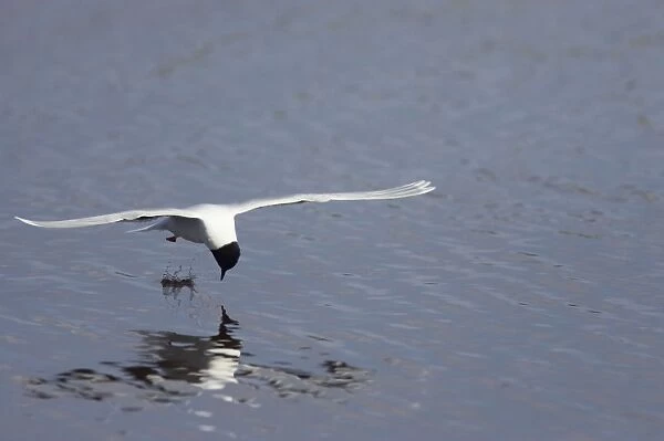 Little Gull - Catching Flies on Surface of Lake Larus minutus Hailuoto Island, Finland BI014581
