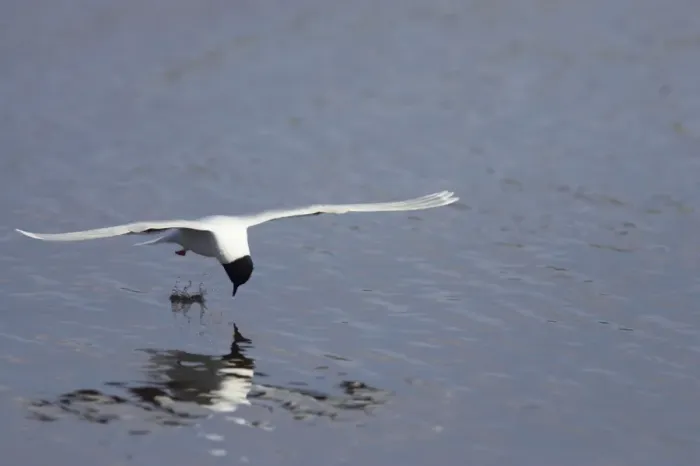 Framed Print : Little Gull - Catching Flies on Surface of Lake Larus minutus Hailuoto Island, Finland BI014581 Framed Print : Little Gull - Catching Flies on Surface of Lake Larus minutus Hailuoto Island, Finland BI014581
