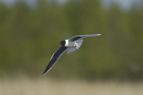 Little Gull - In Flight Larus minutus Hailuoto Island, Finland BI014550