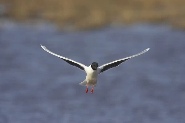 Little Gull - In Flight Larus minutus Hailuoto Island, Finland BI014557
