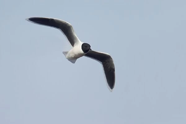 Little Gull - In Flight Larus minutus Hailuoto Island, Finland BI014572