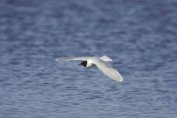Little Gull - In Flight Larus minutus Hailuoto Island, Finland BI014573