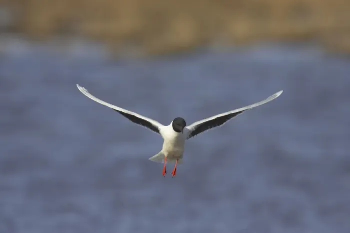 Framed Print : Little Gull - In Flight Larus minutus Hailuoto Island, Finland BI014557 Framed Print : Little Gull - In Flight Larus minutus Hailuoto Island, Finland BI014557